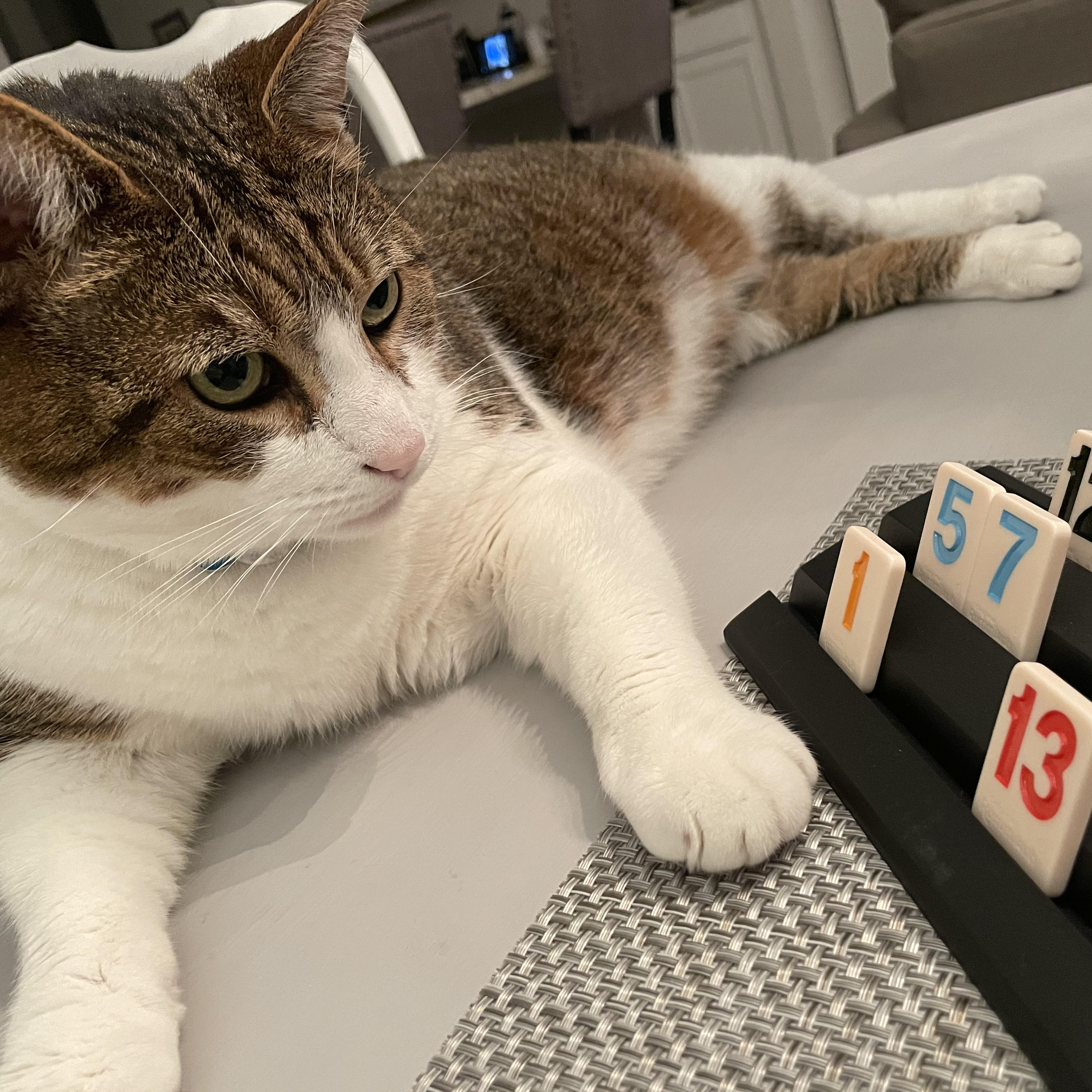 Reading Rummikub—Like a Cat – What the Cats Are Reading